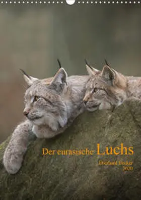 Becker |  Der eurasische Luchs (Wandkalender 2020 DIN A3 hoch) | Sonstiges |  Sack Fachmedien