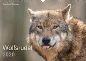 Becker |  Wolfsrudel (Wandkalender 2020 DIN A3 quer) | Sonstiges |  Sack Fachmedien