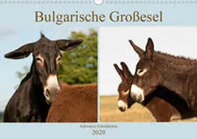 Bölts |  Bulgarische Großesel - Schwarze Schönheiten (Wandkalender 2020 DIN A3 quer) | Sonstiges |  Sack Fachmedien