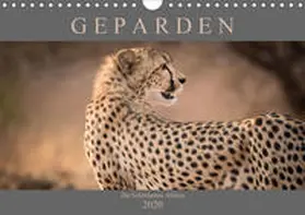 Pavlowsky |  Geparden - Die Schönheiten Afrikas (Wandkalender 2020 DIN A4 quer) | Sonstiges |  Sack Fachmedien