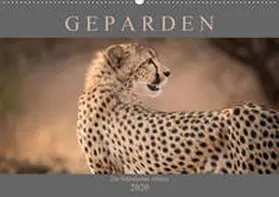 Pavlowsky |  Geparden - Die Schönheiten Afrikas (Wandkalender 2020 DIN A2 quer) | Sonstiges |  Sack Fachmedien