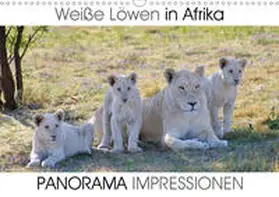 Fraatz |  Weiße Löwen in Afrika PANORAMA IMPRESSIONEN (Wandkalender 2020 DIN A3 quer) | Sonstiges |  Sack Fachmedien