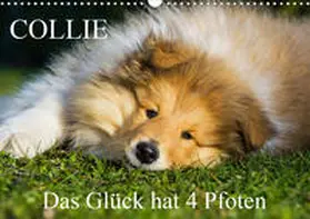 Starick |  Collie - Das Glück hat 4 Pfoten (Wandkalender 2020 DIN A3 quer) | Sonstiges |  Sack Fachmedien