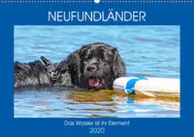 Starick |  Neufundländer - Das Wasser ist ihr Element (Wandkalender 2020 DIN A2 quer) | Sonstiges |  Sack Fachmedien