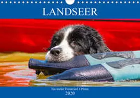 Starick |  Landseer - Ein starker Freund auf 4 Pfoten (Wandkalender 2020 DIN A4 quer) | Sonstiges |  Sack Fachmedien