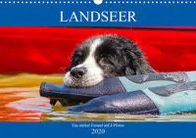 Starick |  Landseer - Ein starker Freund auf 4 Pfoten (Wandkalender 2020 DIN A3 quer) | Sonstiges |  Sack Fachmedien