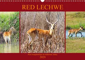 Fraatz |  RED LECHWE Rote Sumpfantilope im Südlichen Afrika (Wandkalender 2020 DIN A3 quer) | Sonstiges |  Sack Fachmedien