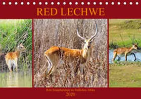 Fraatz |  RED LECHWE Rote Sumpfantilope im Südlichen Afrika (Tischkalender 2020 DIN A5 quer) | Sonstiges |  Sack Fachmedien