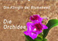 Rosenthal |  Die Königin der Blumenwelt, die Orchidee (Wandkalender 2020 DIN A2 quer) | Sonstiges |  Sack Fachmedien