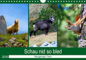 Kramer |  Schau nid so bled (Wandkalender 2020 DIN A4 quer) | Sonstiges |  Sack Fachmedien