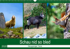 Kramer | Schau nid so bled (Wandkalender 2020 DIN A3 quer) | Sonstiges | 978-3-671-14260-6 | www.sack.de