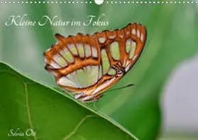 Ott |  Kleine Natur im Fokus (Wandkalender 2020 DIN A3 quer) | Sonstiges |  Sack Fachmedien