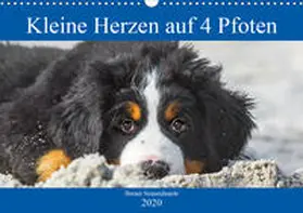 Starick |  Kleine Herzen auf 4 Pfoten - Berner Sennenhunde (Wandkalender 2020 DIN A3 quer) | Sonstiges |  Sack Fachmedien