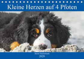 Starick |  Kleine Herzen auf 4 Pfoten - Berner Sennenhunde (Tischkalender 2020 DIN A5 quer) | Sonstiges |  Sack Fachmedien