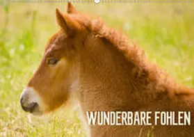 Schmidt | Wunderbare Fohlen (Wandkalender 2020 DIN A2 quer) | Sonstiges | 978-3-671-21340-5 | www.sack.de