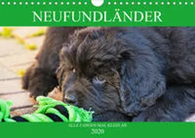 Starick |  Neufundländer - Alle fangen mal klein an (Wandkalender 2020 DIN A4 quer) | Sonstiges |  Sack Fachmedien