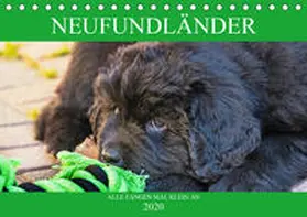 Starick |  Neufundländer - Alle fangen mal klein an (Tischkalender 2020 DIN A5 quer) | Sonstiges |  Sack Fachmedien