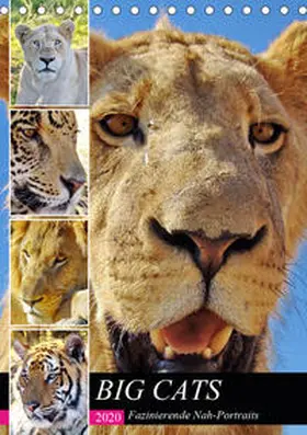 Fraatz |  BIG CATS Fazinierende Nah-Portraits (Tischkalender 2020 DIN A5 hoch) | Sonstiges |  Sack Fachmedien