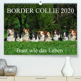 Starick |  Border Collie 2020(Premium, hochwertiger DIN A2 Wandkalender 2020, Kunstdruck in Hochglanz) | Sonstiges |  Sack Fachmedien