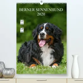Starick |  Berner Sennenhund 2020(Premium, hochwertiger DIN A2 Wandkalender 2020, Kunstdruck in Hochglanz) | Sonstiges |  Sack Fachmedien