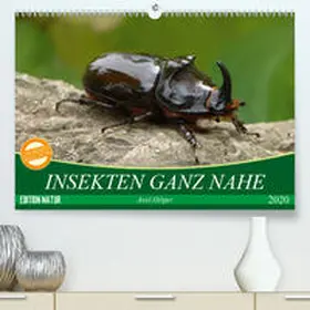 Hilger |  INSEKTEN GANZ NAHE(Premium, hochwertiger DIN A2 Wandkalender 2020, Kunstdruck in Hochglanz) | Sonstiges |  Sack Fachmedien