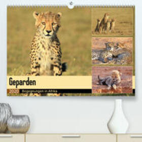 Herzog | Geparden - Begegnungen in Afrika(Premium, hochwertiger DIN A2 Wandkalender 2020, Kunstdruck in Hochglanz) | Sonstiges | sack.de
