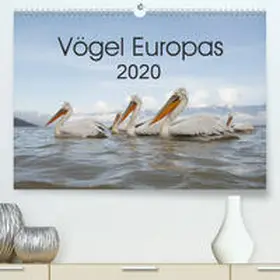 Schröder |  Vögel Europas 2020(Premium, hochwertiger DIN A2 Wandkalender 2020, Kunstdruck in Hochglanz) | Sonstiges |  Sack Fachmedien