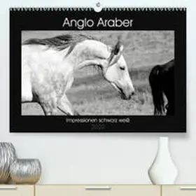 Bölts |  Anglo Araber Impressionen schwarz weiß(Premium, hochwertiger DIN A2 Wandkalender 2020, Kunstdruck in Hochglanz) | Sonstiges |  Sack Fachmedien