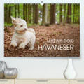 Mayer |  Havaneser - Herz aus Gold(Premium, hochwertiger DIN A2 Wandkalender 2020, Kunstdruck in Hochglanz) | Sonstiges |  Sack Fachmedien