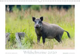 Breuer | Wildschweine 2020 (Wandkalender 2020 DIN A3 quer) | Sonstiges | 978-3-671-33381-3 | www.sack.de