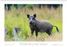 Breuer | Wildschweine 2020 (Wandkalender 2020 DIN A2 quer) | Sonstiges | 978-3-671-33382-0 | www.sack.de
