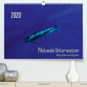 Weber-Gebert |  Pilotwale Unterwasser - Globicephala macrorhynchus(Premium, hochwertiger DIN A2 Wandkalender 2020, Kunstdruck in Hochglanz) | Sonstiges |  Sack Fachmedien