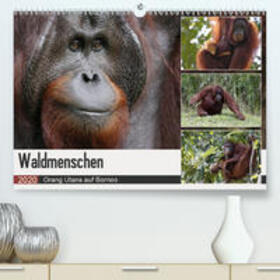 Herzog | Waldmenschen - Orang Utans auf Borneo(Premium, hochwertiger DIN A2 Wandkalender 2020, Kunstdruck in Hochglanz) | Sonstiges | 978-3-671-34629-5 | sack.de