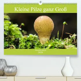 Martin |  Kleine Pilze ganz Groß(Premium, hochwertiger DIN A2 Wandkalender 2020, Kunstdruck in Hochglanz) | Sonstiges |  Sack Fachmedien