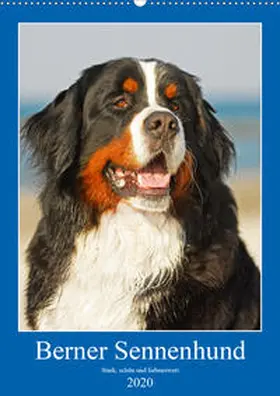 Starick |  Berner Sennenhund - stark , schön und liebenswert (Wandkalender 2020 DIN A2 hoch) | Sonstiges |  Sack Fachmedien