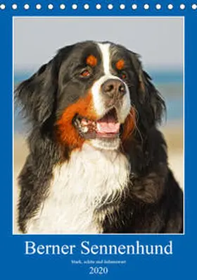Starick |  Berner Sennenhund - stark , schön und liebenswert (Tischkalender 2020 DIN A5 hoch) | Sonstiges |  Sack Fachmedien