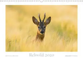 Breuer | Rehwild 2020 (Wandkalender 2020 DIN A3 quer) | Sonstiges | 978-3-671-38263-7 | www.sack.de
