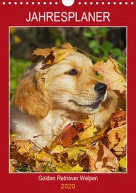 Starick |  Jahresplaner Golden Retriever Welpen (Wandkalender 2020 DIN A4 hoch) | Sonstiges |  Sack Fachmedien