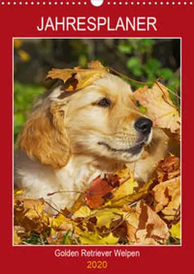 Starick |  Jahresplaner Golden Retriever Welpen (Wandkalender 2020 DIN A3 hoch) | Sonstiges |  Sack Fachmedien
