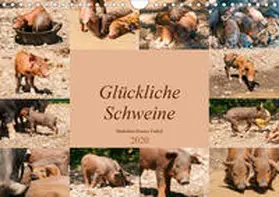 Bölts |  Glückliche Schweine Berkshire-Iberico Ferkel (Wandkalender 2020 DIN A4 quer) | Sonstiges |  Sack Fachmedien