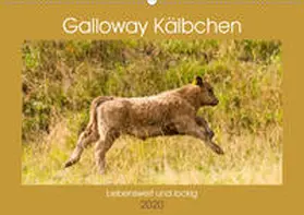 Bölts |  Galloway Kälbchen - Liebenswert und lockig (Wandkalender 2020 DIN A2 quer) | Sonstiges |  Sack Fachmedien