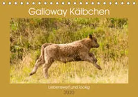 Bölts |  Galloway Kälbchen - Liebenswert und lockig (Tischkalender 2020 DIN A5 quer) | Sonstiges |  Sack Fachmedien