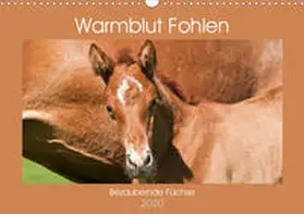 Bölts |  Warmblut Fohlen - Bezaubernde Füchse (Wandkalender 2020 DIN A3 quer) | Sonstiges |  Sack Fachmedien