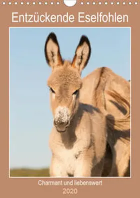 Bölts |  Entzückende Esel - Charmant und liebenswert (Wandkalender 2020 DIN A4 hoch) | Sonstiges |  Sack Fachmedien