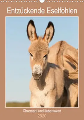 Bölts |  Entzückende Esel - Charmant und liebenswert (Wandkalender 2020 DIN A3 hoch) | Sonstiges |  Sack Fachmedien