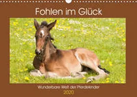 Bölts |  Fohlen im Glück - Wunderbare Welt der Pferdekinder (Wandkalender 2020 DIN A3 quer) | Sonstiges |  Sack Fachmedien
