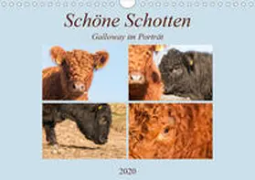 Bölts |  Schöne Schotten - Galloway im Porträt (Wandkalender 2020 DIN A4 quer) | Sonstiges |  Sack Fachmedien