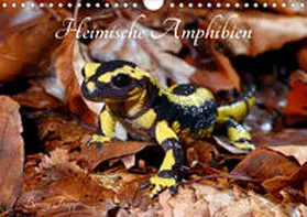 Trapp | Heimische Amphibien (Wandkalender 2020 DIN A4 quer) | Sonstiges | 978-3-671-43196-0 | www.sack.de