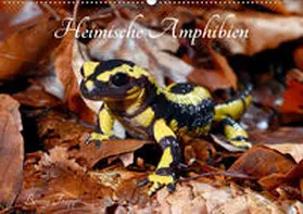 Trapp | Heimische Amphibien (Wandkalender 2020 DIN A2 quer) | Sonstiges | 978-3-671-43198-4 | www.sack.de