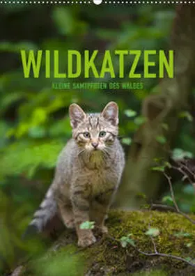 Krutz |  Wildkatzen - Kleine Samtpfoten des Waldes (Wandkalender 2020 DIN A2 hoch) | Sonstiges |  Sack Fachmedien
